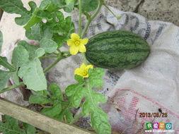 某大学天台吃瓜,揭秘校园里的神秘吃瓜事件