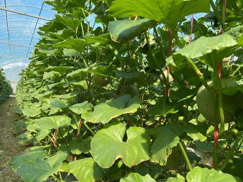 吃瓜图片2022,盘点那些让人捧腹大笑的瞬间