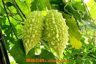 什么瓜苦吃不得