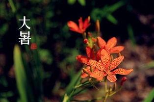 大暑吃瓜诗句,古风诗句中的夏日清凉