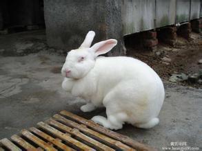 怎么吃兔儿瓜,解锁美味新体验