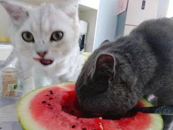 猫可以吃蕃瓜吗,揭秘猫能否食用番瓜