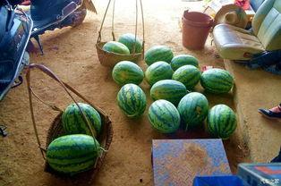 田瓜去哪吃,揭秘田瓜风味美食聚集地