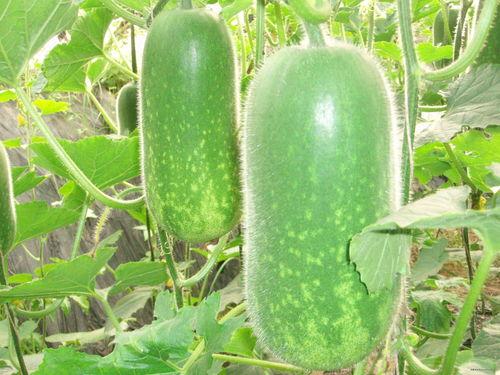 吃瓜阿姨解说大全图片,揭秘娱乐圈幕后真相