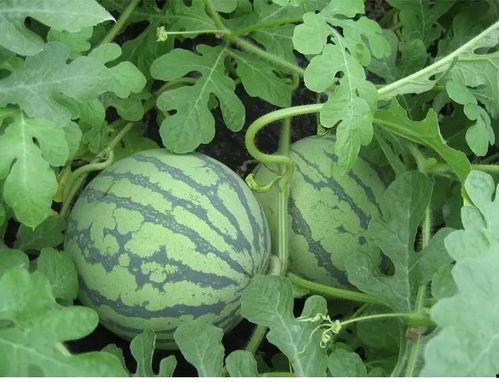 商丘附近吃瓜事件