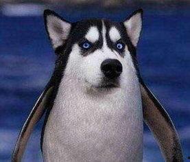 企鹅吃瓜头像,揭秘娱乐圈幕后风云