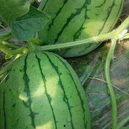 早春红玉瓜怎么吃,早春红玉瓜的多彩食法探索