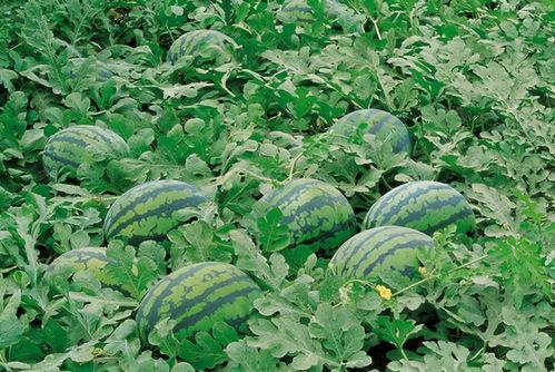 南京高校吃瓜群,校园热点背后的网络社交现象