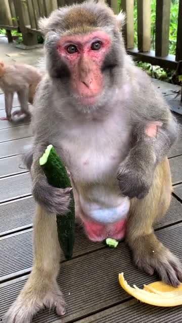 猴子姐吃瓜,揭秘娱乐圈幕后故事