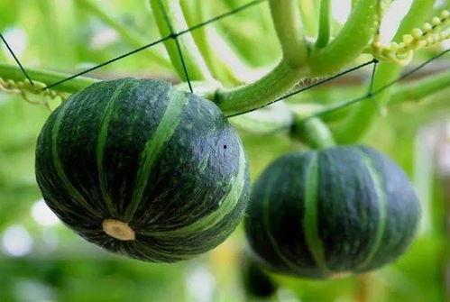 最近文水吃瓜,揭秘近期热门事件背后的真相与笑料