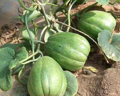 夏季吃瓜好季节,瓜果飘香——夏季吃瓜好时节