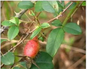 吃瓜铁子门,揭秘娱乐圈幕后故事