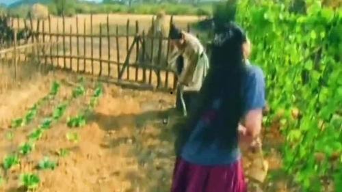 七姑娘吃瓜,七姑娘的瓜田奇遇记