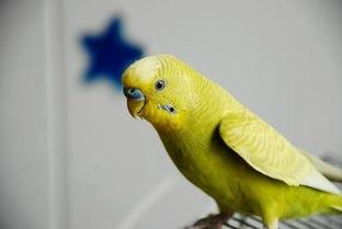 虎皮鹦鹉怎么吃瓜,瓜果时光的甜蜜探索