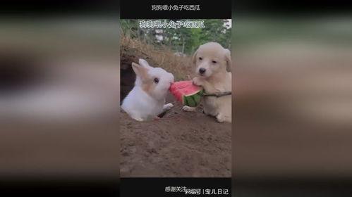 兔子吃瓜吗,揭秘兔子饮食习惯之谜