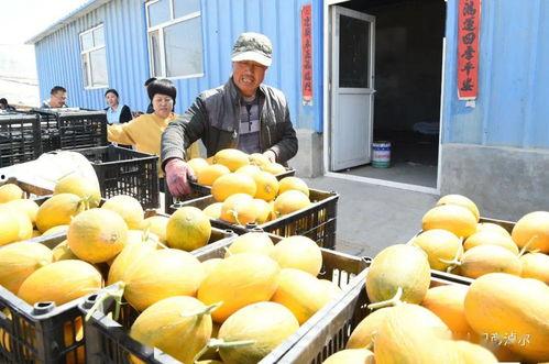 主播吃的瓜是什么瓜,一场美食与话题的碰撞