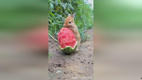 兔子吃瓜行吗,趣味横生的生态奇观