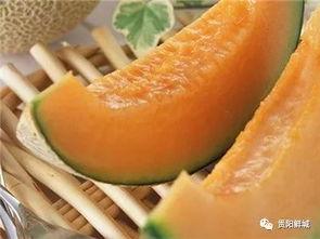 吃瓜哈密瓜的文案,揭秘哈密瓜的甜蜜诱惑