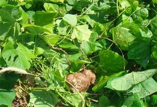 黄毛最新吃瓜,揭秘娱乐圈最新热点事件